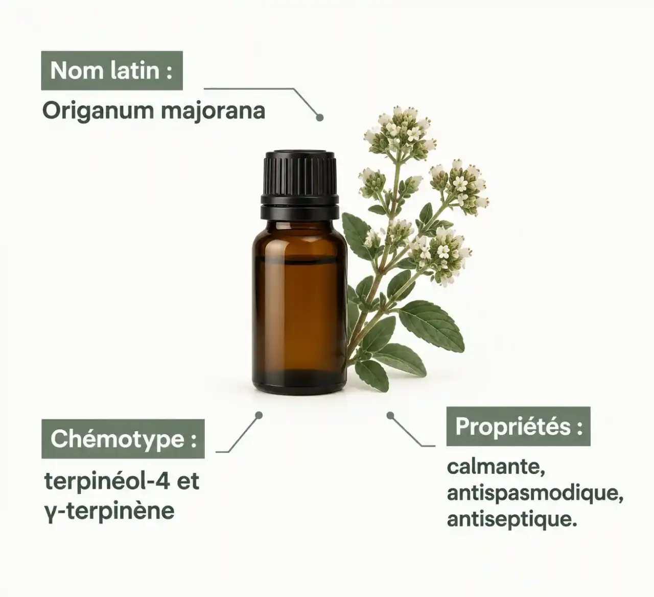 Huiles essentielles marjolaine à coquille : identité botanique, chémotype et propriétés principales du flacon