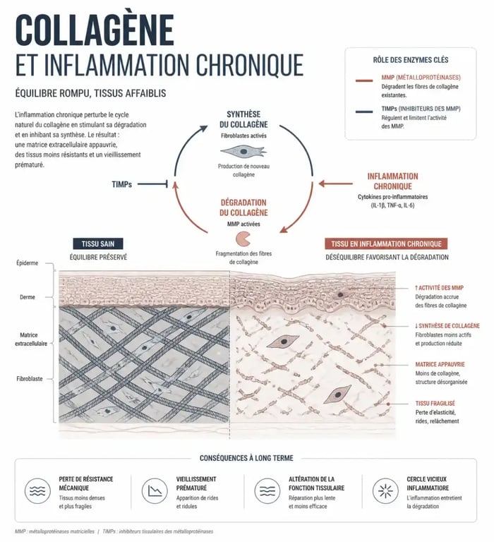 Schéma explicatif du lien entre collagène et inflammation chronique dans les tissus